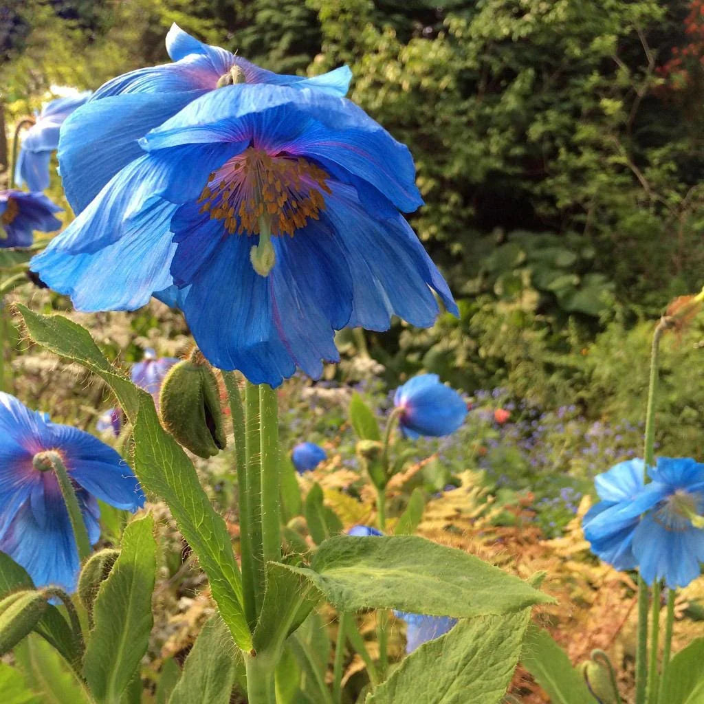 Himalayan Blue Poppy flower seeds for shaded woodland gardens