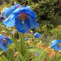 Himalayan Blue Poppy flower seeds for shaded woodland gardens