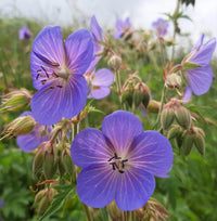 Heirloom Geranium Pratense Flower seeds for Planting Bright Blooms Heirloom & GMO Free Seeds for Home Garden