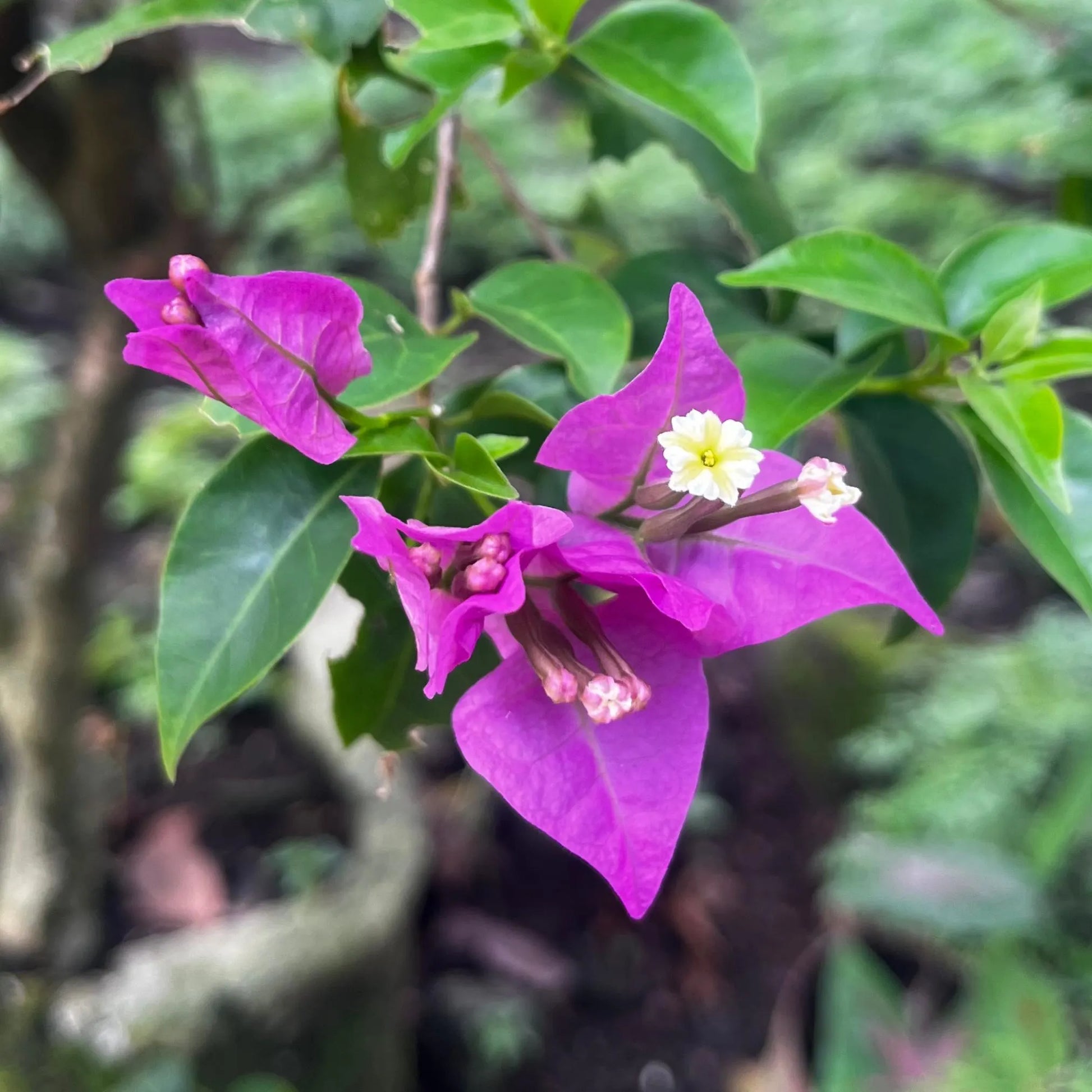 Purple Bougainvillea Flower Seeds for Easy Planting and Stunning Blooms