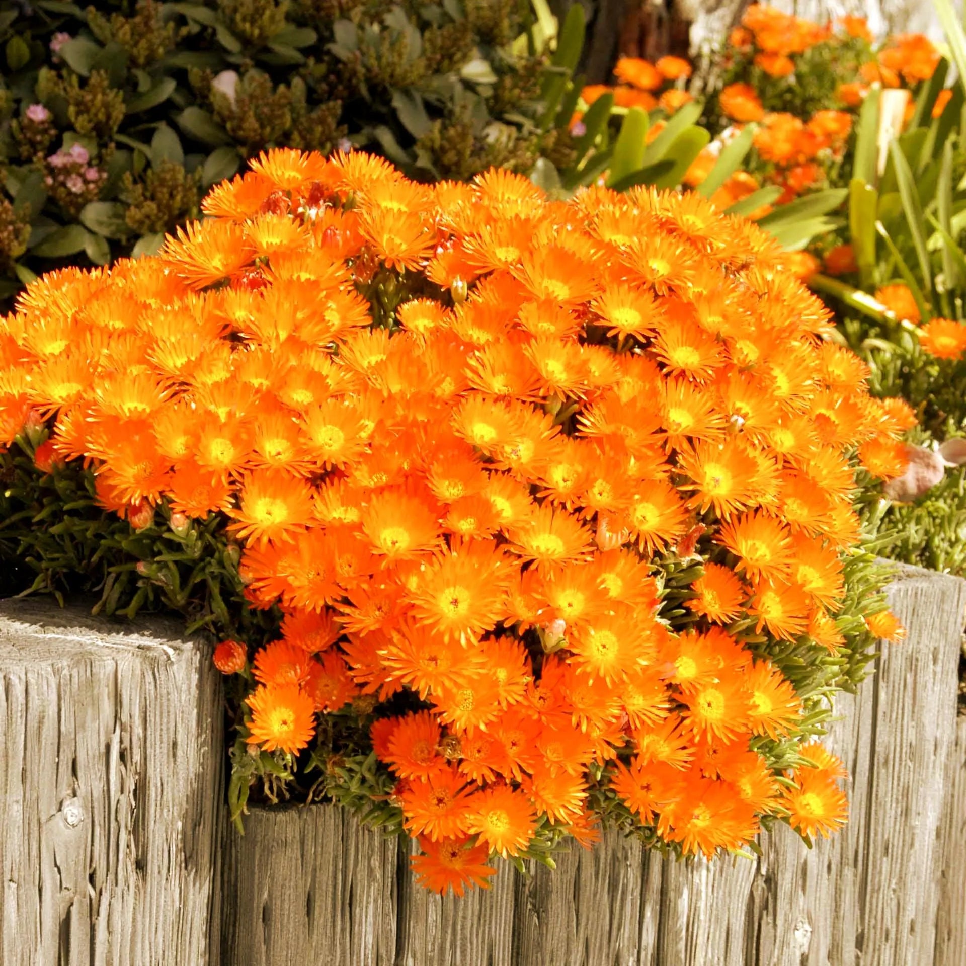 Orange Ice Flower Seeds for Cool, Orange Blooms