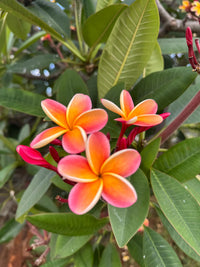 Orangen Plumeria Plumeria spp Flower Seeds for Planting in Tropical Garden