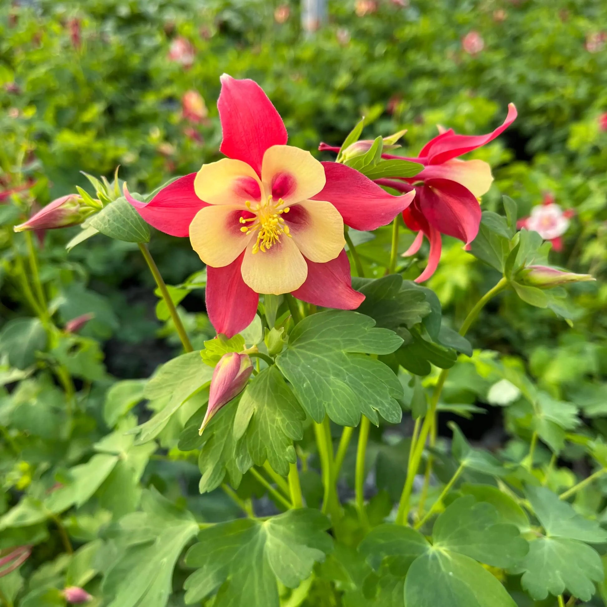Red Yellow Aquilegia Flower Seeds Planting