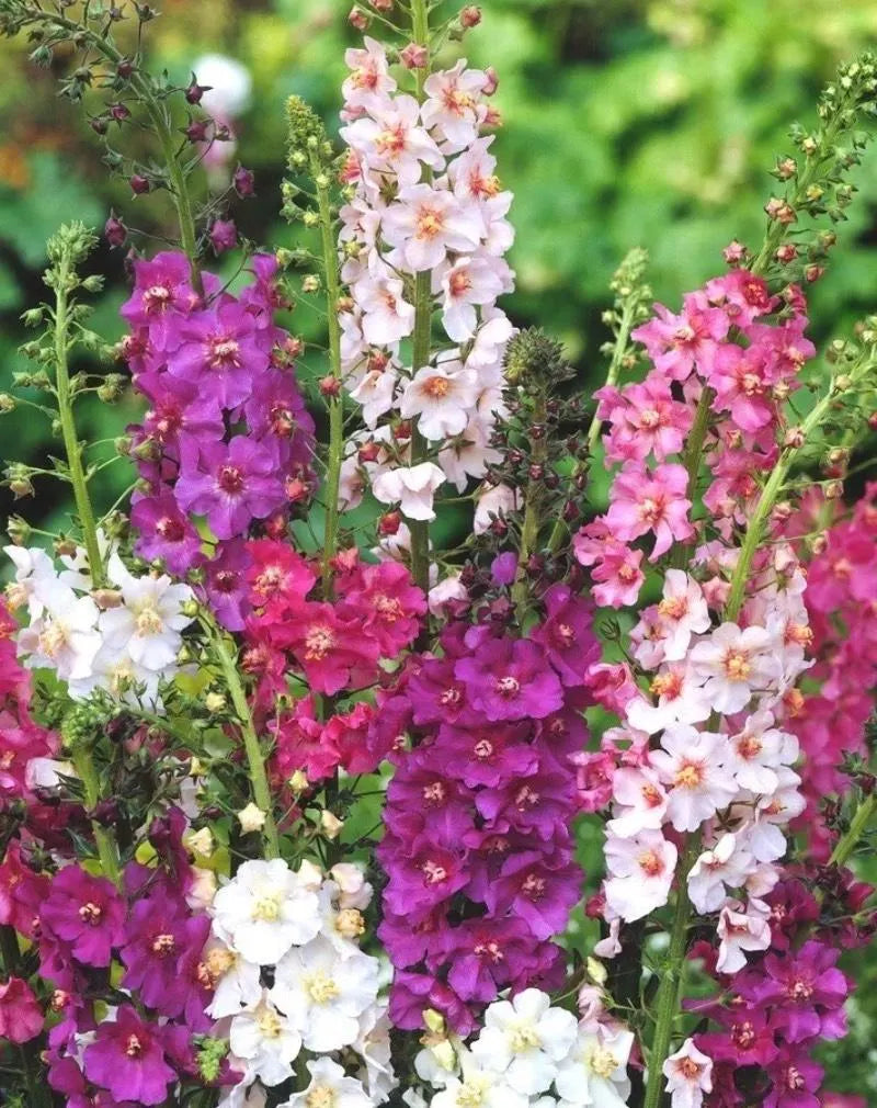 Temptress Mix Mullein displaying colorful flower spikes in a sunny garden.
