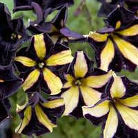 Black & Yellow Petunia Flower seeds for Planting - Sun Loving, Heirloom & GMO Free Seeds for Home Garden