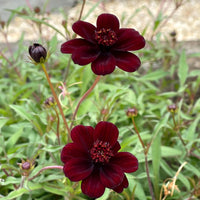 Heirloom non-GMO Cosmos Atrosanguineus seeds for ornamental garden planting.