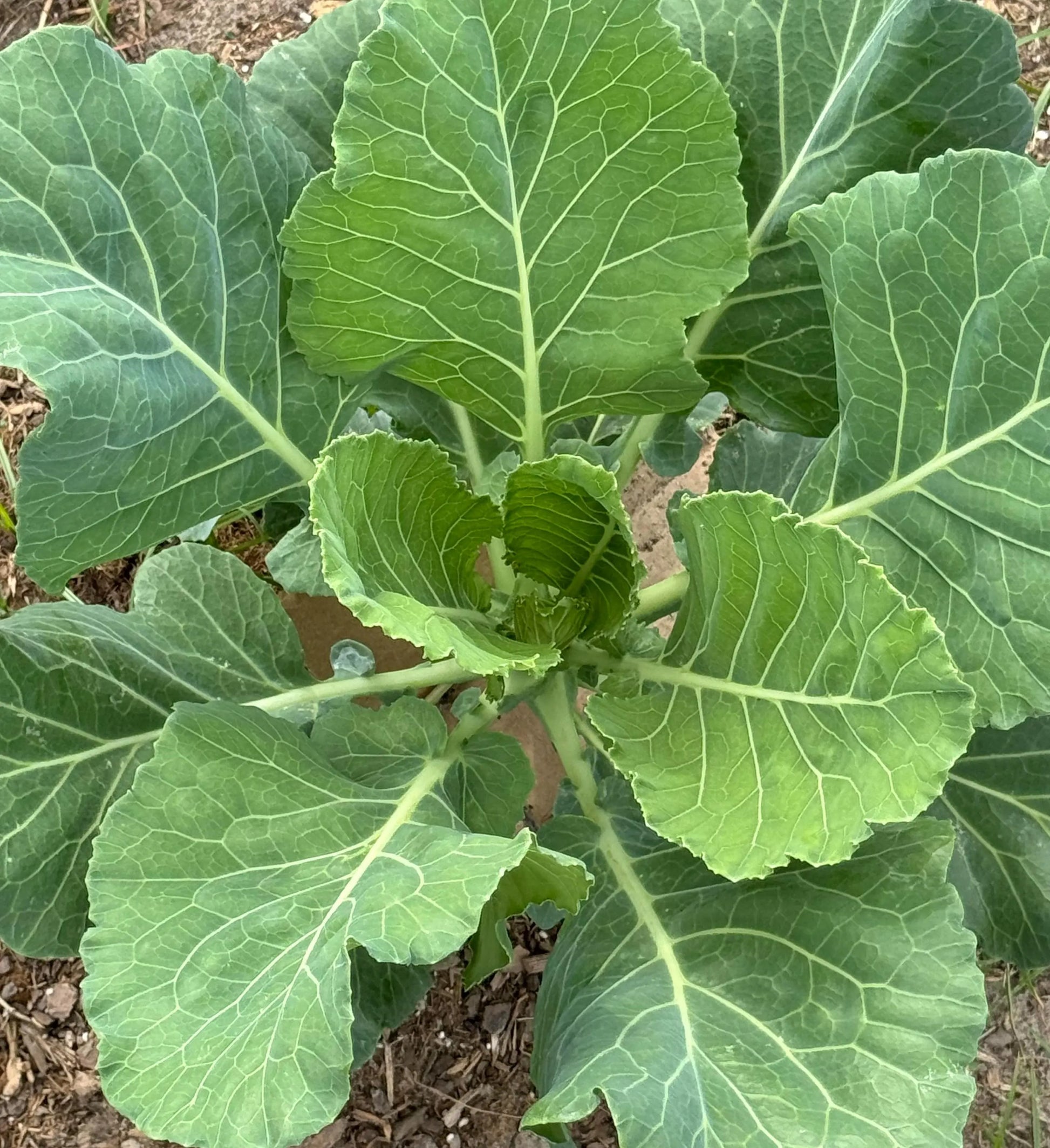 Morris Heading Collard Seeds – Traditional Leafy Greens for Home Gardens
