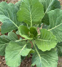 Morris Heading Collard Seeds – Traditional Leafy Greens for Home Gardens