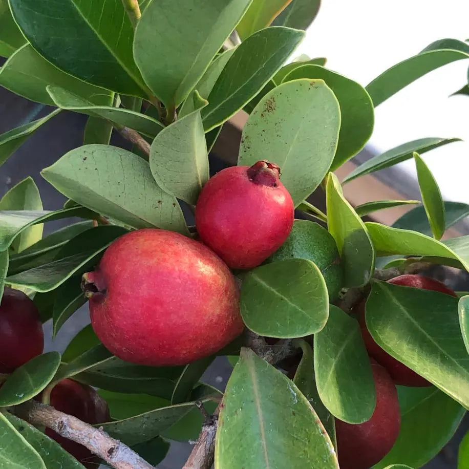 Red Strawberry Guava Fruit Tree with Green Foliage