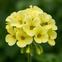 Yellow Geranium Seeds for Vibrant Garden Planting