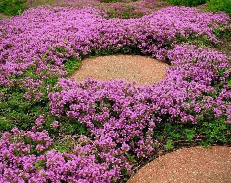 Creeping Thyme Thymus serpyllum Seeds for Planting in Herb Garden & Ground Cover