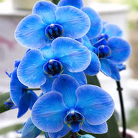 Blue Cymbidium Flower seeds for Planting Long Bloom Season Heirloom & GMO Free Seeds for Home Garden
 
 Sale