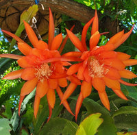 Orange Nopalxochia Flower Seeds Flower seeds for Planting Premium Quality Heirloom & GMO Free Seeds for Home Garden