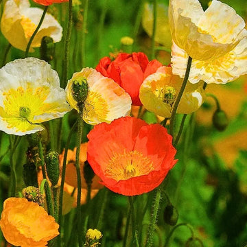 Nudicaule Flower seeds for Planting Fragrant Blossoms Heirloom & GMO Free Seeds for Home Garden