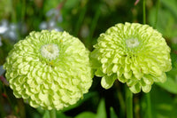 Green Zinnia Envy Chartruse Double Selection Seeds for Vibrant Garden Flowers