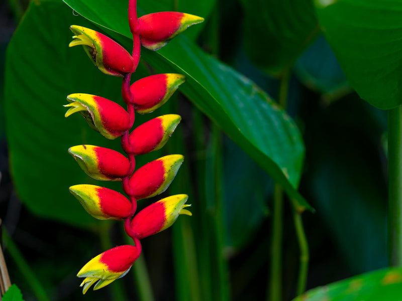 Heirloom Heliconia Wagneriana Flower seeds for Planting Low Maintenance Heirloom & GMO Free Seeds for Home Garden