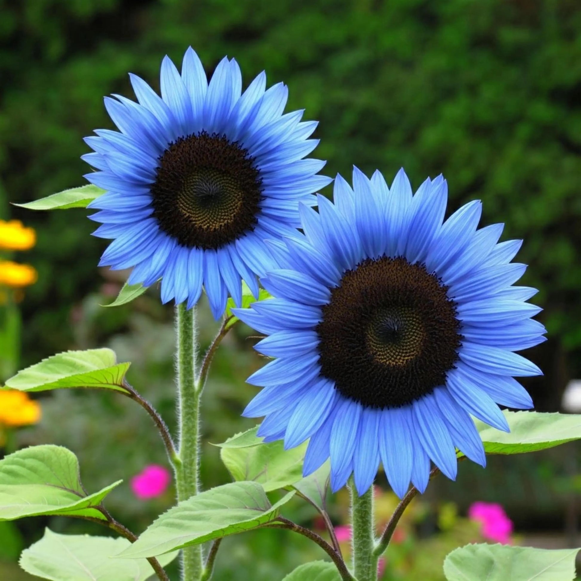 Rare Bright Blue Sunflower seeds for planting in home gardens.
