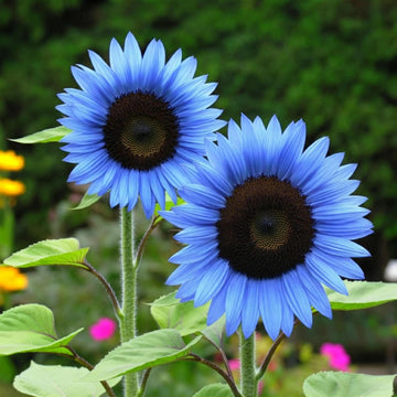 Rare Bright Blue Sunflower seeds for planting in home gardens.