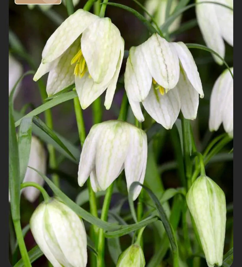 White Imperial Wang Fritillaria Flower Seeds for Planting Colorful Display Heirloom & GMO Free Seeds for Home Garden
 
 Sale