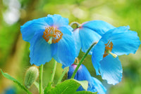 Blue Himalayan Poppy Tibetan Meconopsis Flower Seeds for Planting - Vibrant Garden Blooms