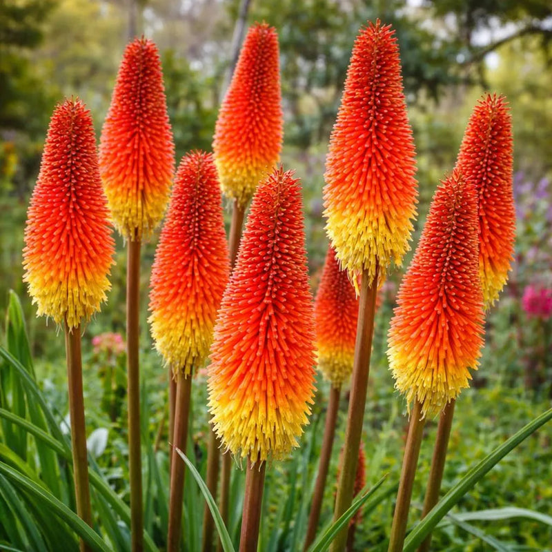Red Kniphofia Caulescens Seeds for Planting - Vibrant Perennial Flowers