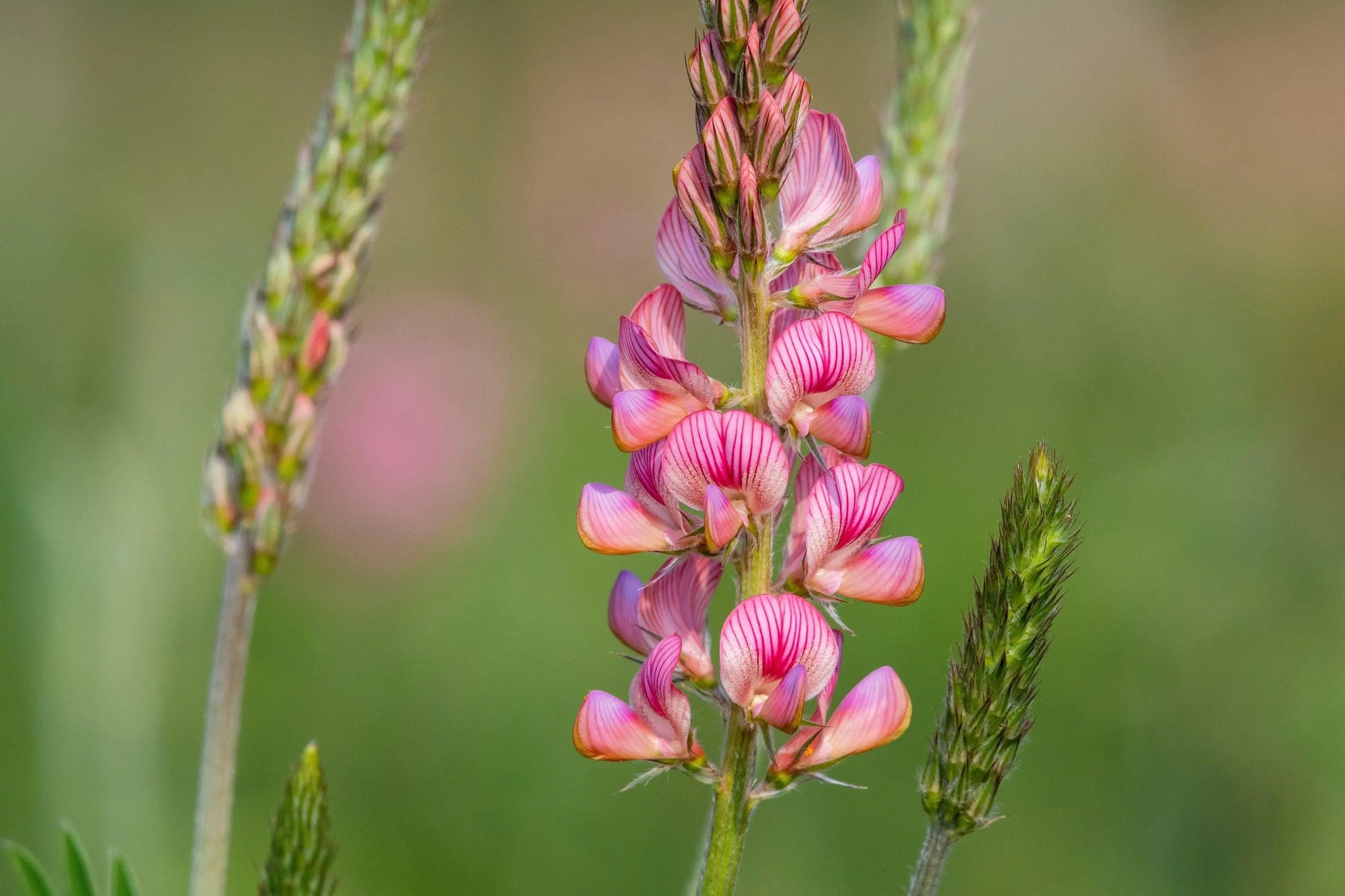 Onobrychis Viciifolia Flower seeds for Planting Sun Loving Heirloom & GMO Free Seeds for Home Garden