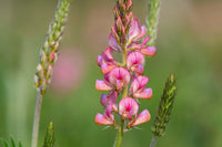 Onobrychis Viciifolia Flower seeds for Planting Sun Loving Heirloom & GMO Free Seeds for Home Garden