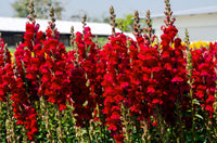 Antirrhinum Flower seeds for Planting Bright Blooms Heirloom & GMO Free Seeds for Home Garden