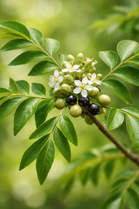 Healthy Curry Leaf plant with lush green foliage growing in a garden.