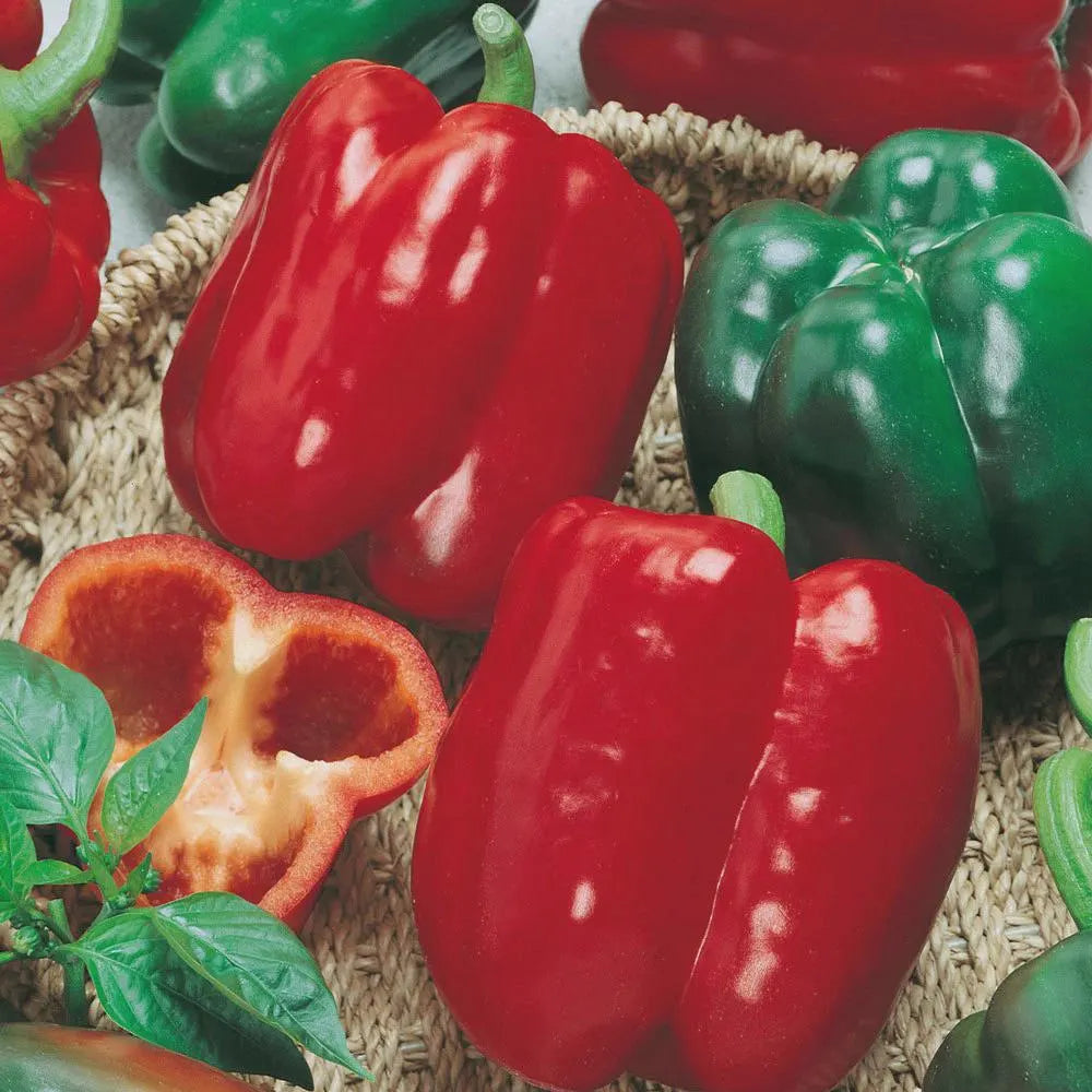 California Wonder Bell Pepper Seeds – Classic Sweet Pepper for Home Gardens