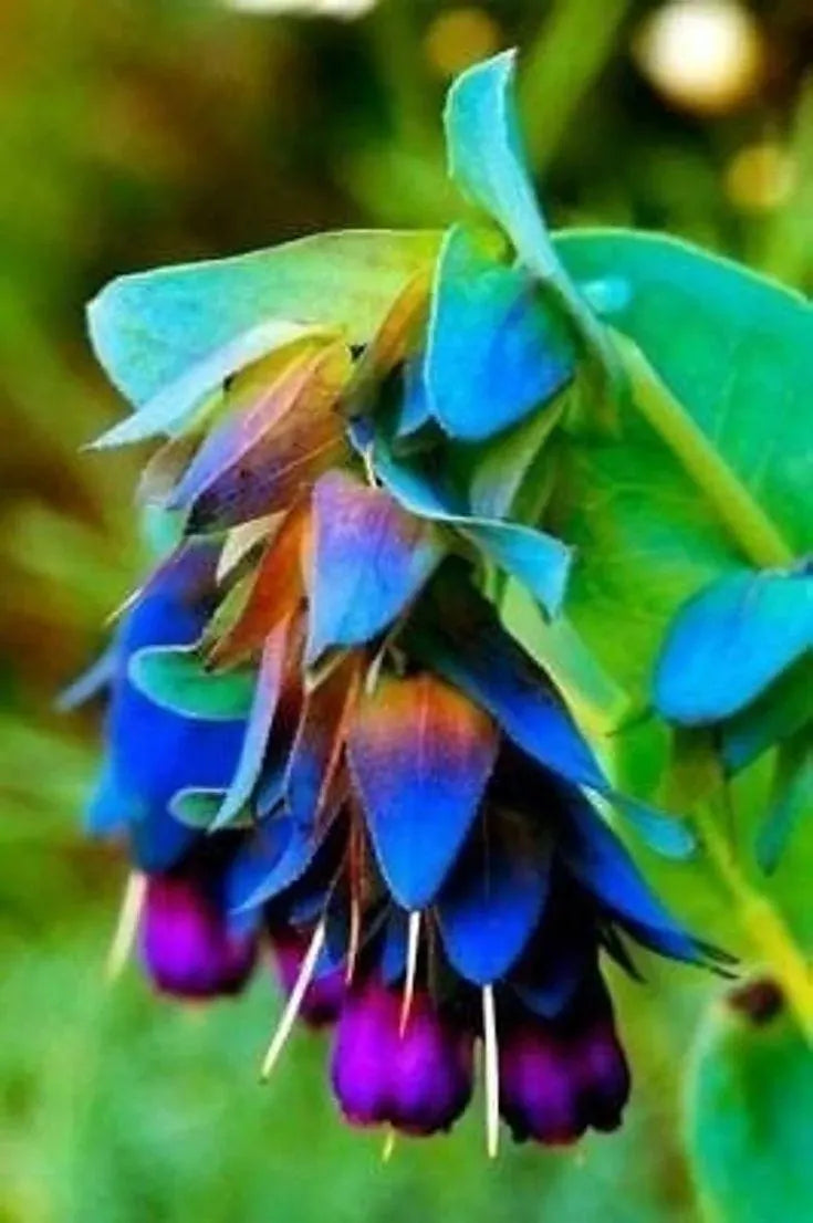 Honeywort Blue plants with vibrant blue flowers growing in a sunny garden.
