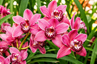 Colorful Cymbidium flowers creating an attractive garden display
