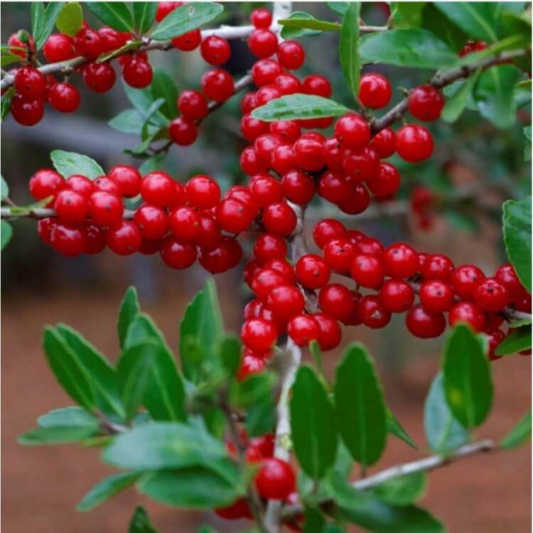 Ilex vomitoria tree seeds suitable for hedges, raised beds, and landscape borders.