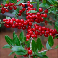 Ilex vomitoria tree seeds suitable for hedges, raised beds, and landscape borders.