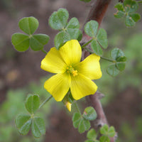 Oxalis Laciniata Oxalis spp Flower Seeds for Planting in Flower Bed