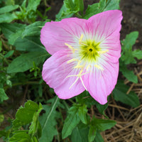 Pink Primrose Flower seeds for Planting - Bright Blooms, Heirloom & GMO Free Seeds for Home Garden
