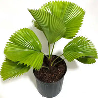 Green Licuala Grandis fan palm with large rounded leaves in a tropical garden.
