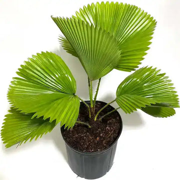 Green Licuala Grandis fan palm with large rounded leaves in a tropical garden.
