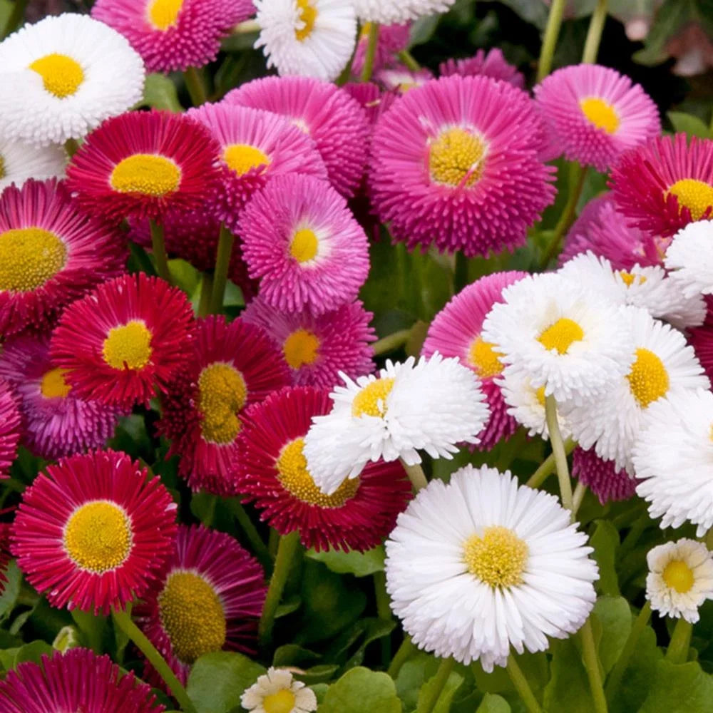 Mixed English Daisy Pompon blooms suitable for flower beds and containers