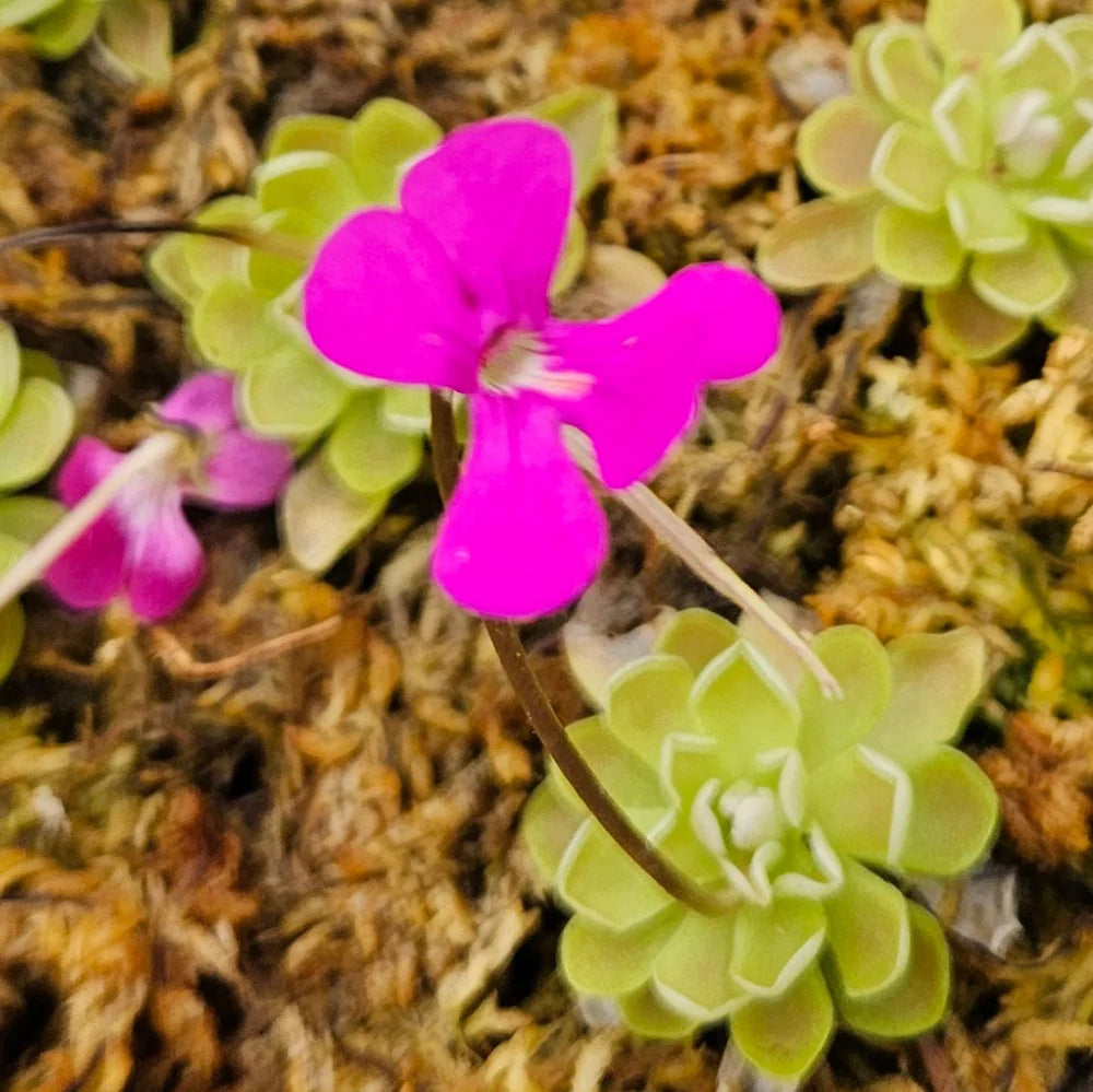 Mexican Butterwort Carnivorous Flower seeds for Planting - Hardy Variety, Heirloom & GMO Free Seeds for Home Garden