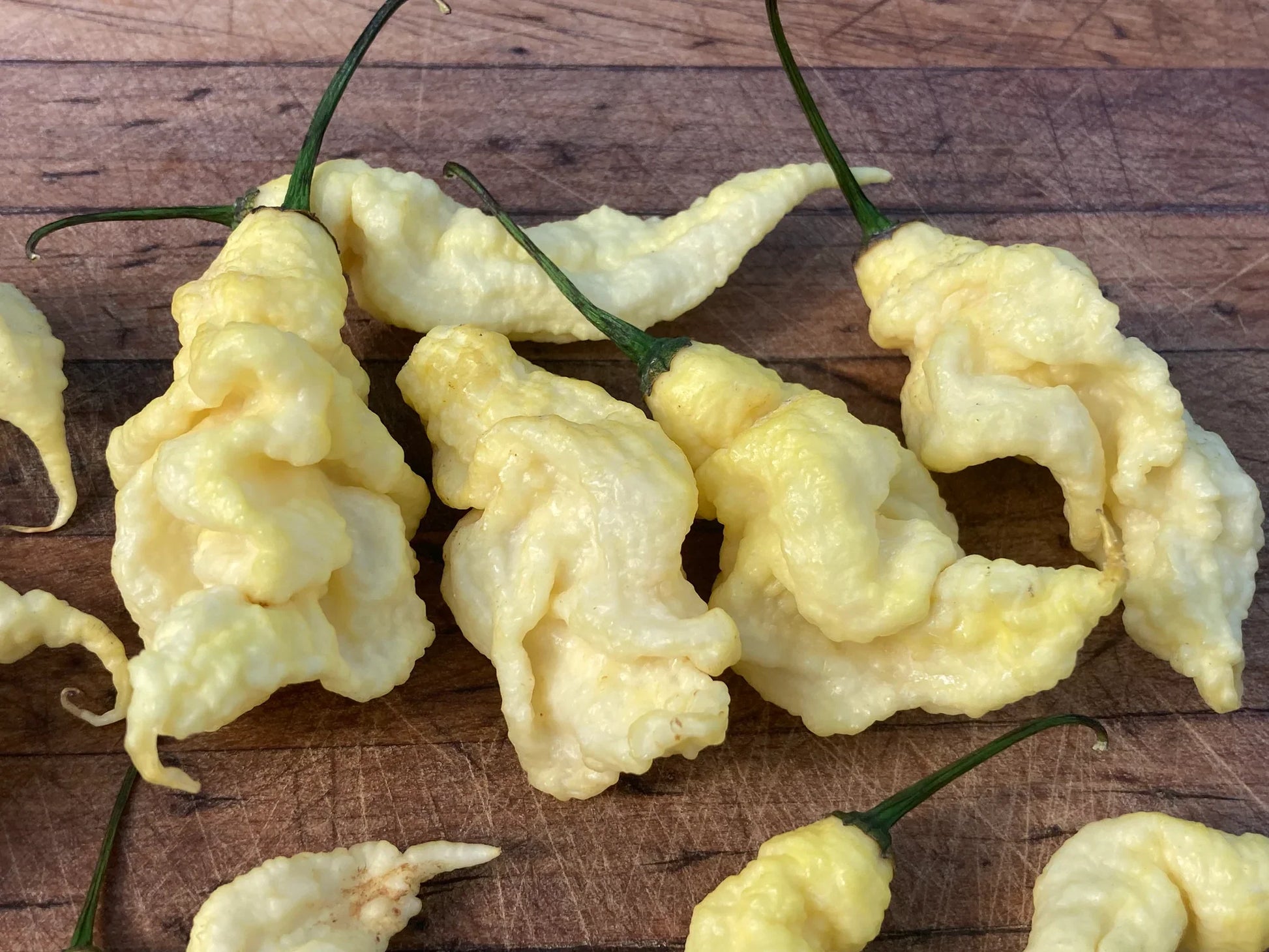 Healthy Jays White Ghost Scorpion pepper plant growing outdoors