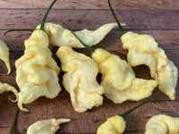 Healthy Jays White Ghost Scorpion pepper plant growing outdoors