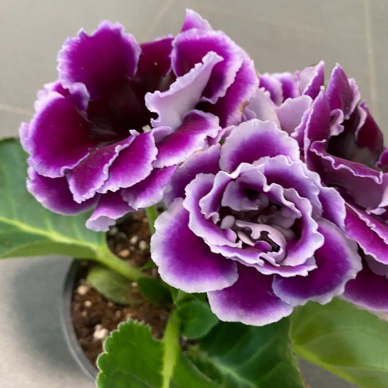 Gloxinia Blue White Flower seeds for Planting - Premium Quality, Heirloom & GMO Free Seeds for Home Garden