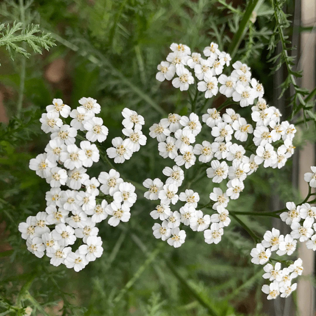 Achillea Millefolium Flower seeds for Planting Colorful Display Heirloom & GMO Free Seeds for Home Garden