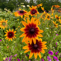 Gloriosa Daisy Seeds for Bright, Bold Daisy Blooms