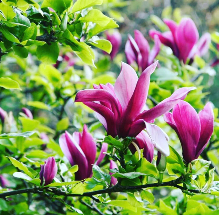 Magnolia Flower Planting Seeds - Grow Stunning Blooms in Your Garden