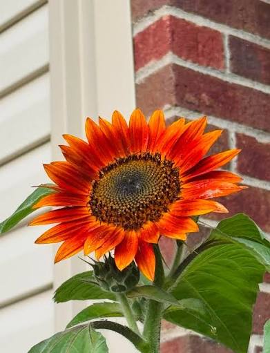 Orange sunflower flowers growing in a garden