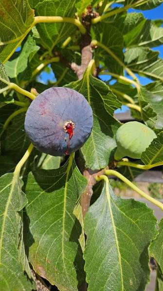 Black Madeira Fig seeds for planting in home gardens and containers