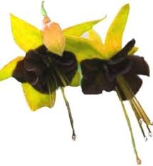 Yellow Black Fuchsia Hybrida Flower Seeds Drought Tolerant Heirloom & GMO Free Seeds for Home Garden
 
 Sale