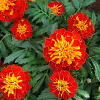 Heirloom French Marigold Flower seeds for Planting Wildflower Mix Heirloom & GMO Free Seeds for Home Garden